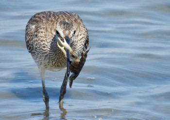 2024年5月5日(日) 藤前干潟の野鳥観察記録