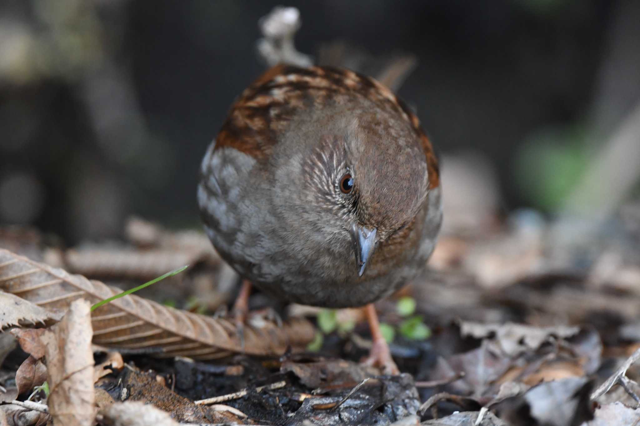 カヤクグリ