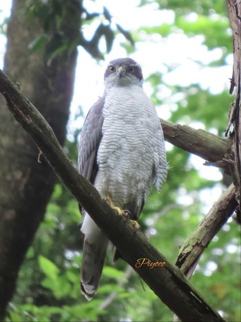 Eurasian Goshawk Yatoyama Park Mon, 5/6/2024