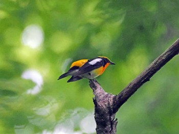 Narcissus Flycatcher 太白山自然観察の森 Mon, 5/6/2024