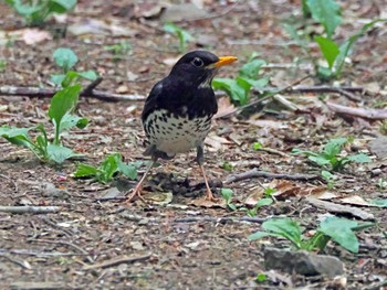 Japanese Thrush 太白山自然観察の森 Mon, 5/6/2024