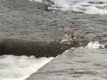 Grey-tailed Tattler 多摩川二ヶ領宿河原堰 Mon, 5/6/2024