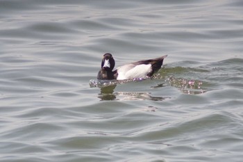 Greater Scaup Fujimae Tidal Flat Sat, 5/4/2024