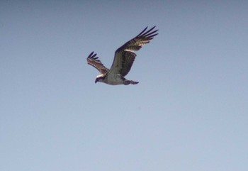 Osprey Fujimae Tidal Flat Sat, 5/4/2024