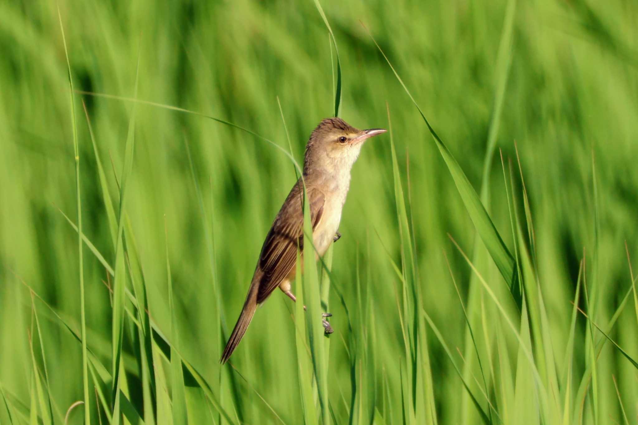 Photo of Oriental Reed Warbler at 成田市 by ペロ吉