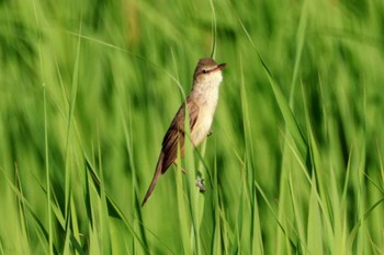 Oriental Reed Warbler 成田市 Sun, 5/5/2024