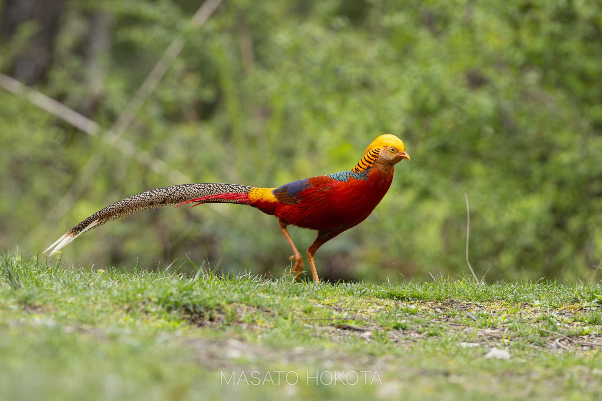 Photo of Golden Pheasant at 巴朗山(Balangshan) by Trio