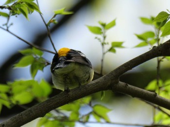 Narcissus Flycatcher 秩父 Fri, 4/26/2024