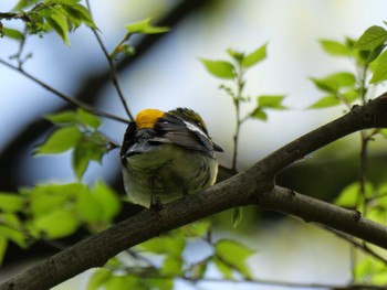 Narcissus Flycatcher 秩父 Fri, 4/26/2024