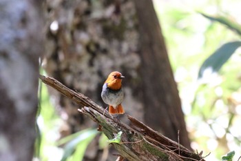 Japanese Robin 上高地 Fri, 5/3/2024