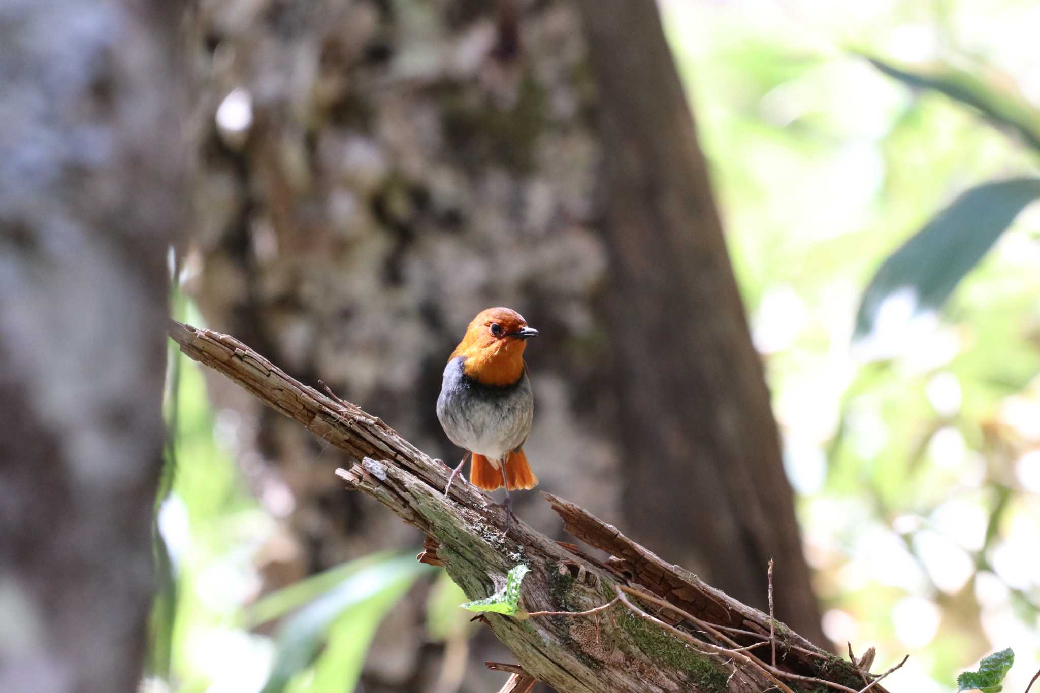 Photo of Japanese Robin at 上高地 by バンケン