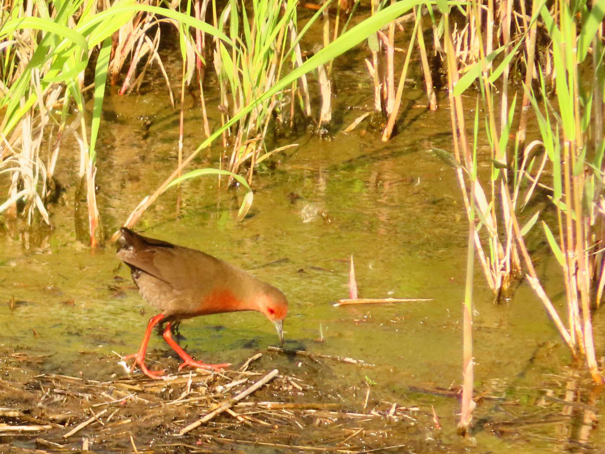 Photo of Ruddy-breasted Crake at 大根川 by ゆ