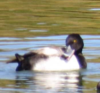 Greater Scaup Ukima Park Sun, 10/22/2023