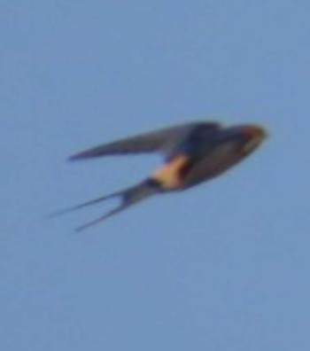 Red-rumped Swallow 安倍川河口 Sun, 5/5/2024