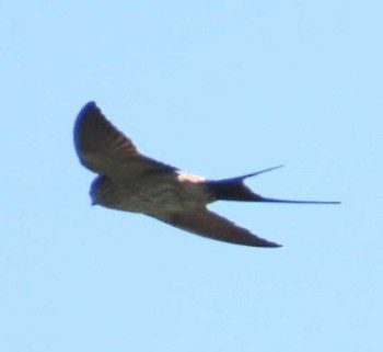 Red-rumped Swallow 安倍川河口 Sun, 5/5/2024