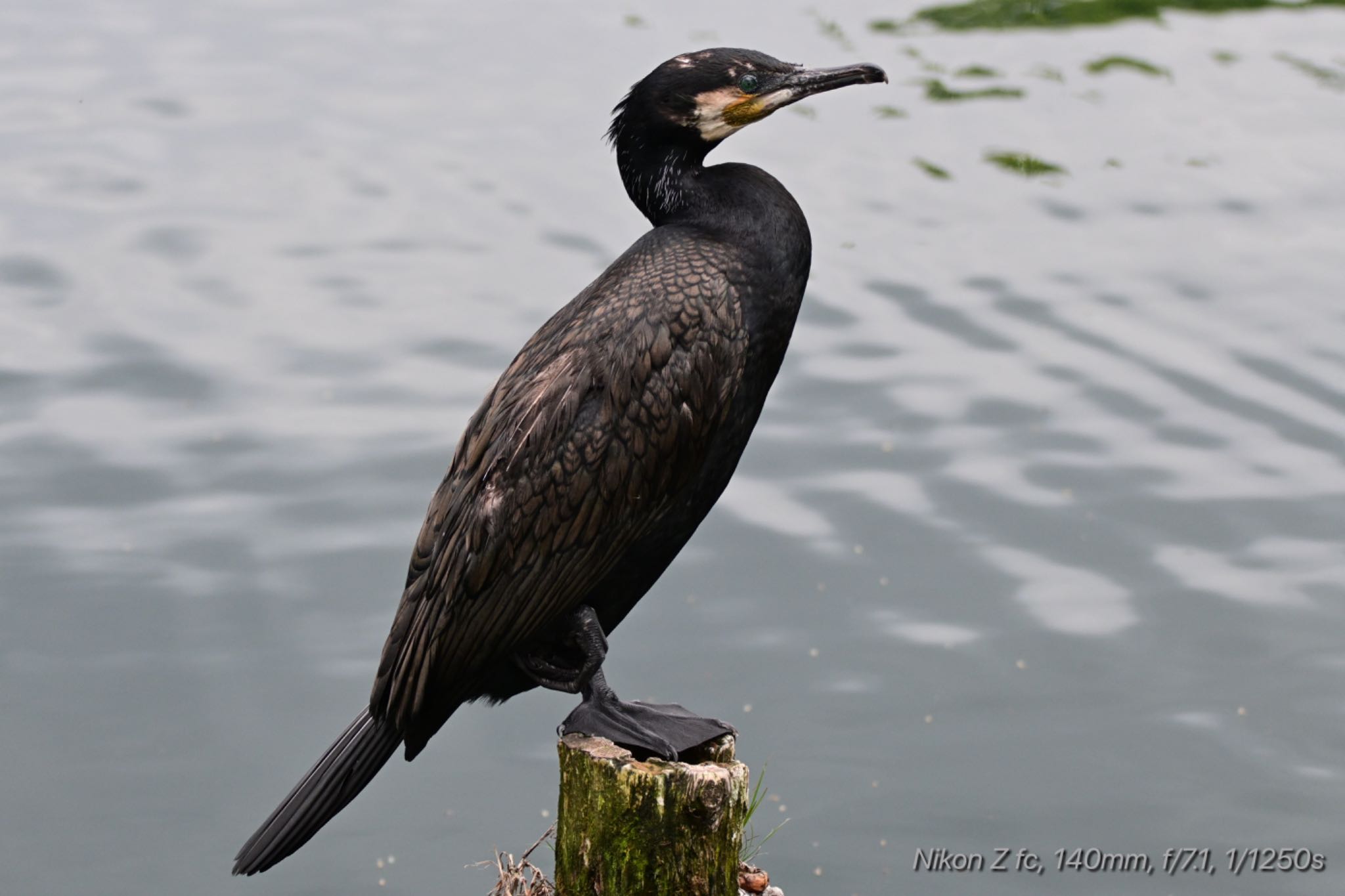 中郷温水池公園(三島市) カワウの写真 by 岡津八法斎