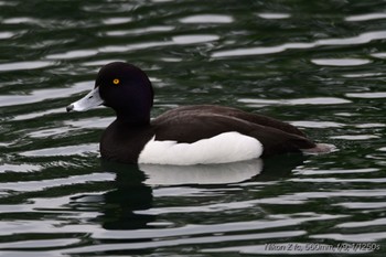 キンクロハジロ 中郷温水池公園(三島市) 2024年5月6日(月)