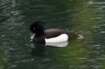 キンクロハジロ 中郷温水池公園(三島市) 2024年5月6日(月)