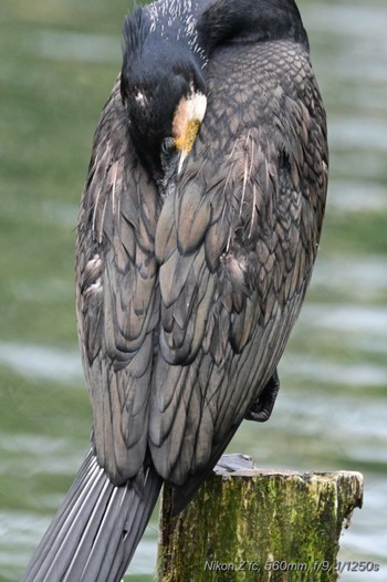 Great Cormorant 中郷温水池公園(三島市) Mon, 5/6/2024