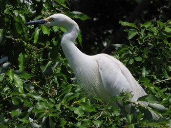 チュウサギ 庄和総合公園 2024年5月4日(土)