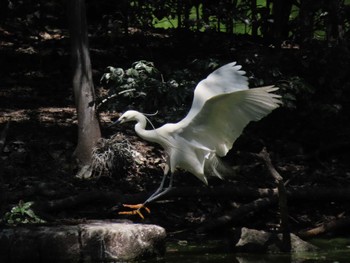 コサギ 庄和総合公園 2024年5月4日(土)