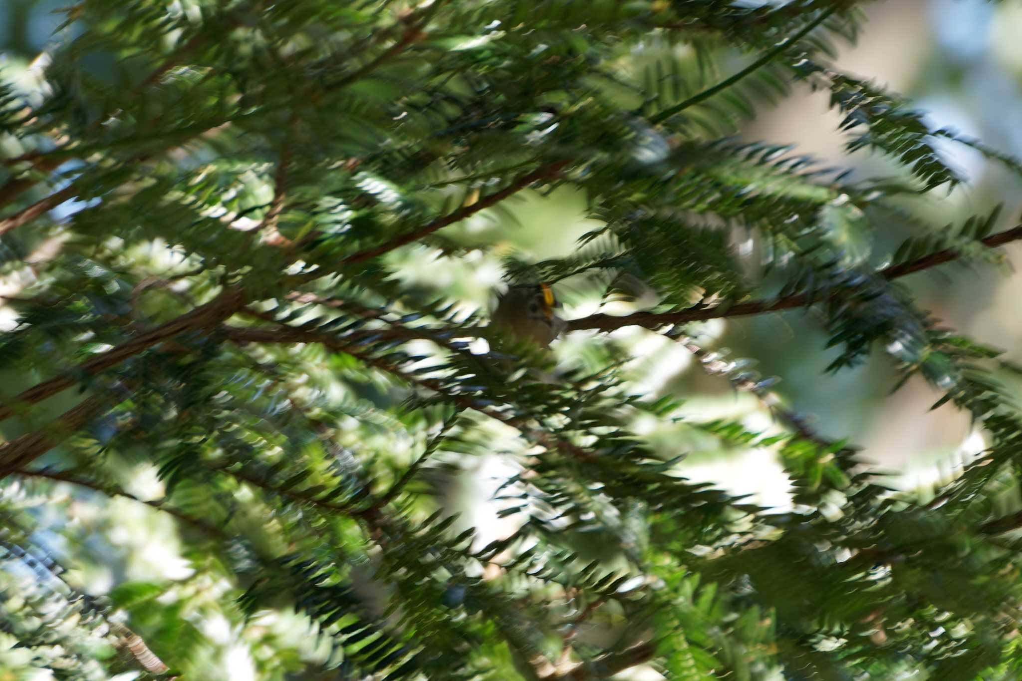 Photo of Goldcrest at 片倉城跡公園 by たねもみちゃん