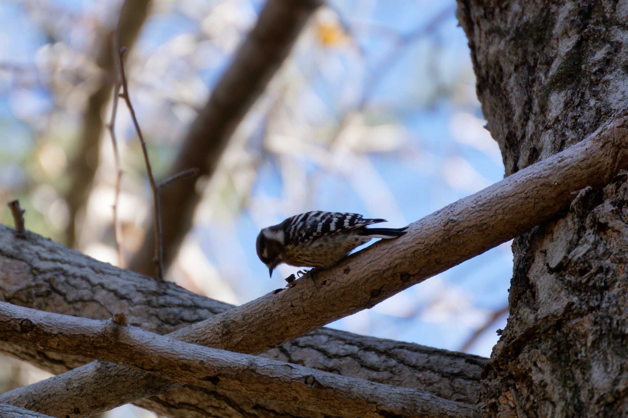 Photo of Japanese Pygmy Woodpecker at 東京都立桜ヶ丘公園(聖蹟桜ヶ丘) by たねもみちゃん