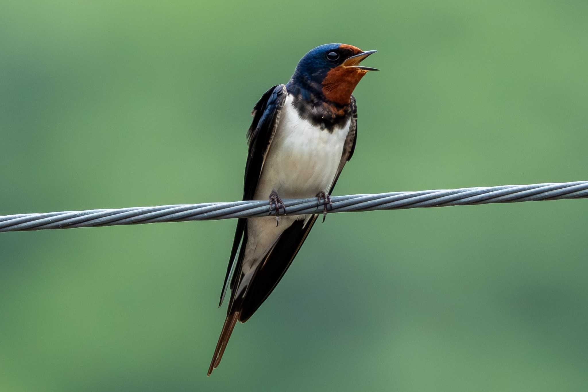 Photo of Barn Swallow at 久慈川(袋田付近) by MNB EBSW