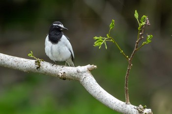 Japanese Wagtail 久慈川(袋田付近) Mon, 5/6/2024