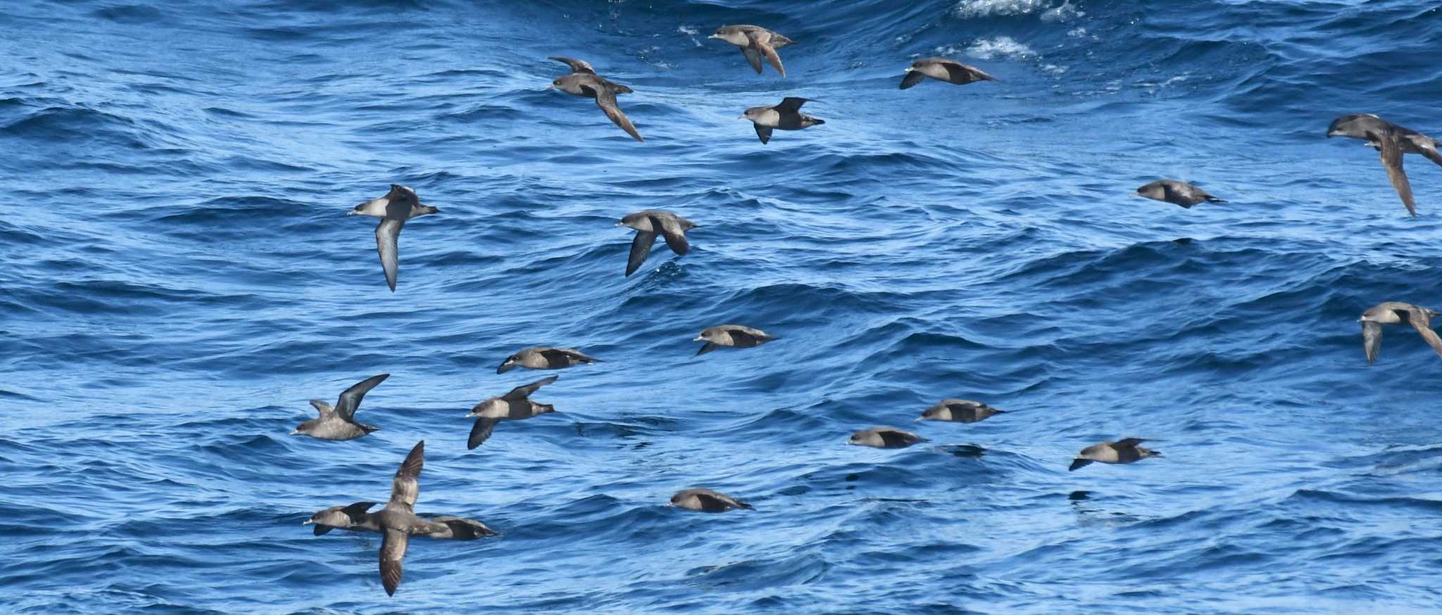 Photo of Sooty Shearwater at 八戸-苫小牧航路 by 岸岡智也
