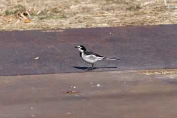 White Wagtail 緑ヶ丘霊園 Sun, 1/14/2024