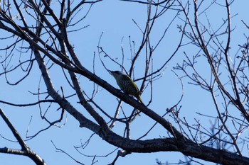 Japanese Green Woodpecker 緑ヶ丘霊園 Sun, 1/14/2024