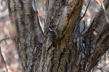 Japanese Pygmy Woodpecker 緑ヶ丘霊園 Sun, 1/14/2024