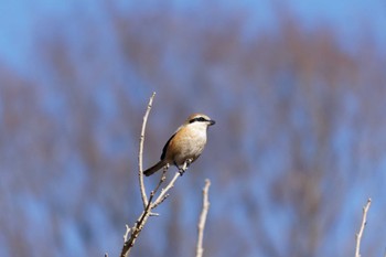 Bull-headed Shrike 泉の森公園 Sat, 2/3/2024