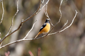 Daurian Redstart 泉の森公園 Sat, 2/3/2024