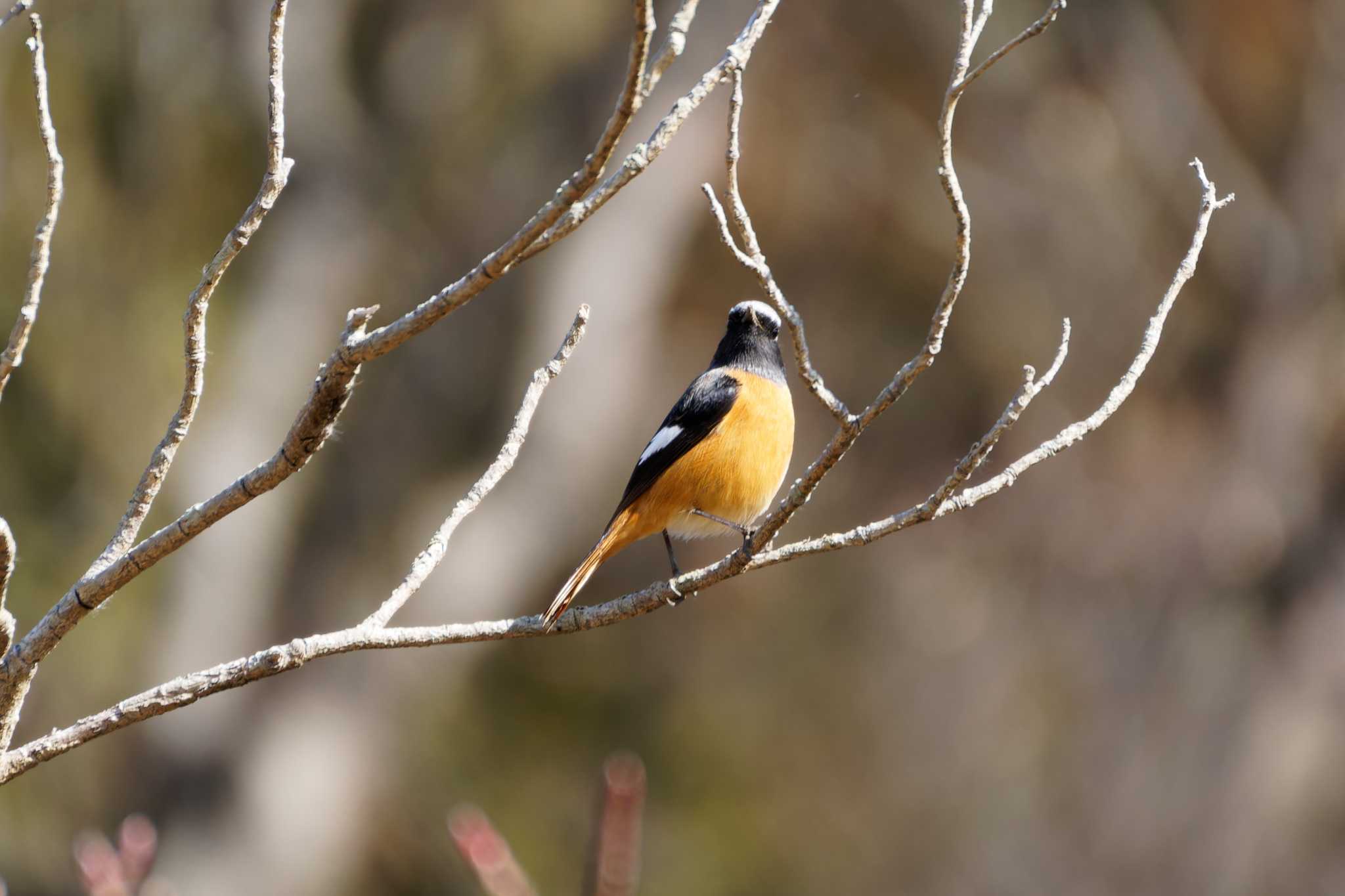 Photo of Daurian Redstart at 泉の森公園 by たねもみちゃん