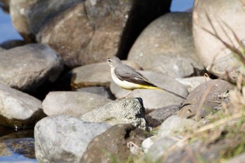 Grey Wagtail 泉の森公園 Sat, 2/3/2024