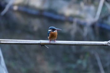 Common Kingfisher 泉の森公園 Sat, 2/3/2024