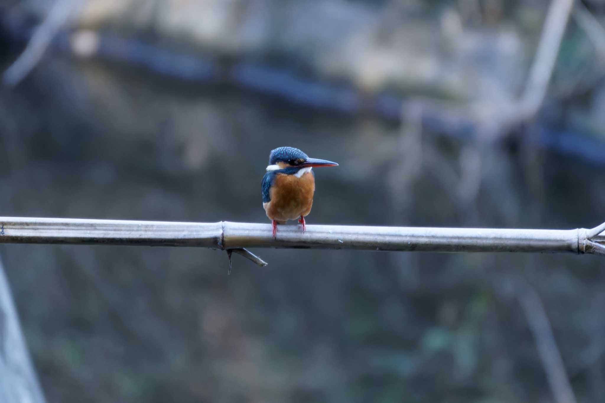 Photo of Common Kingfisher at 泉の森公園 by たねもみちゃん