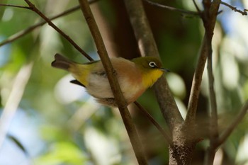 Warbling White-eye 泉の森公園 Sat, 2/3/2024