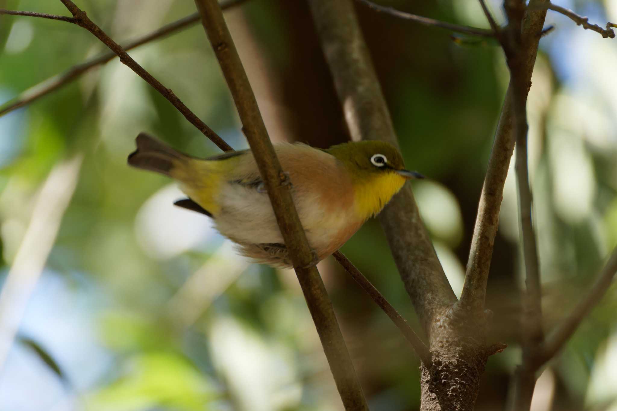 Photo of Warbling White-eye at 泉の森公園 by たねもみちゃん