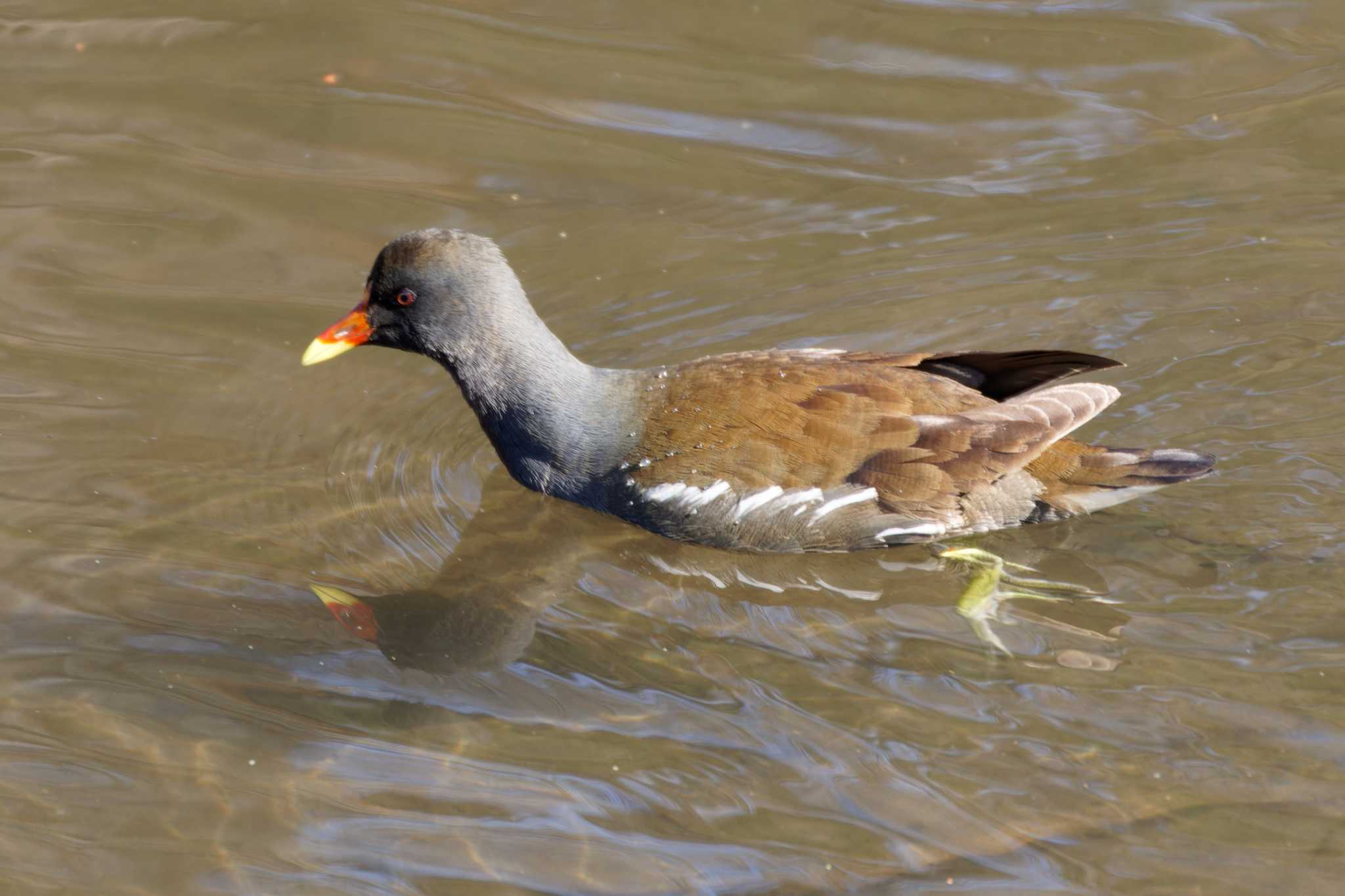 Photo of Common Moorhen at 泉の森公園 by たねもみちゃん