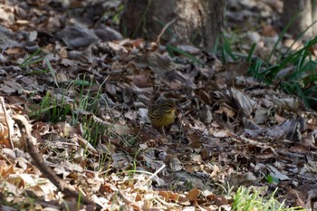 Masked Bunting 泉の森公園 Sat, 2/3/2024