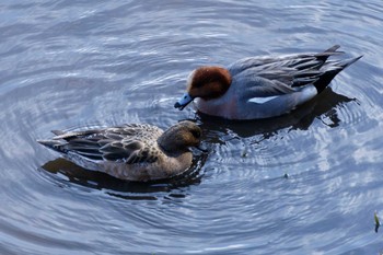 Eurasian Wigeon 泉の森公園 Sat, 2/3/2024