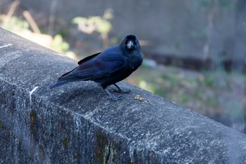 Large-billed Crow 泉の森公園 Sat, 2/3/2024