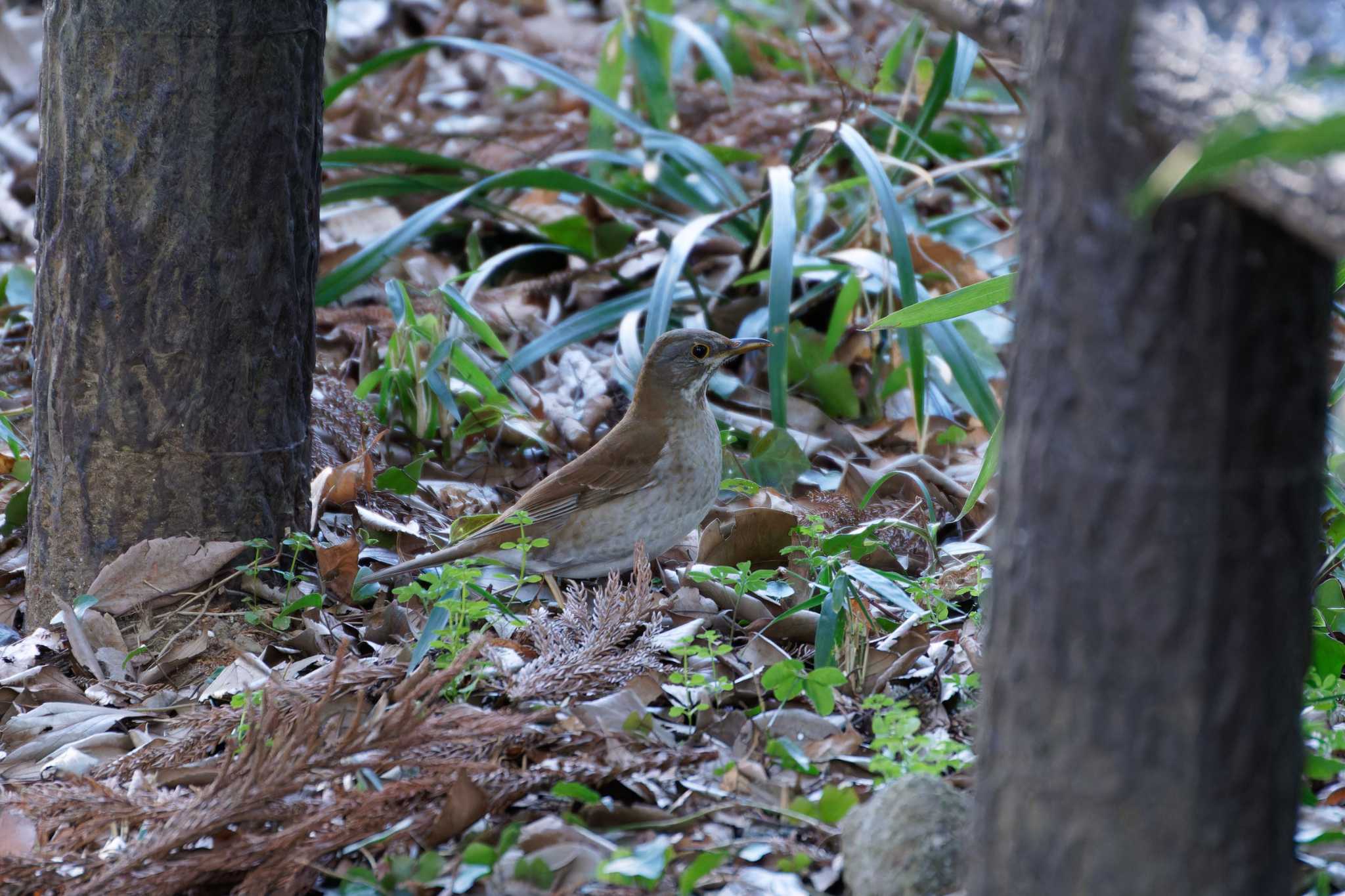 Photo of Pale Thrush at 泉の森公園 by たねもみちゃん