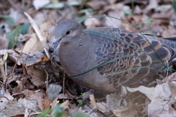 Oriental Turtle Dove 泉の森公園 Sat, 2/3/2024