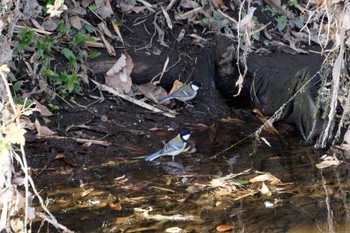 Japanese Tit 泉の森公園 Sat, 2/3/2024