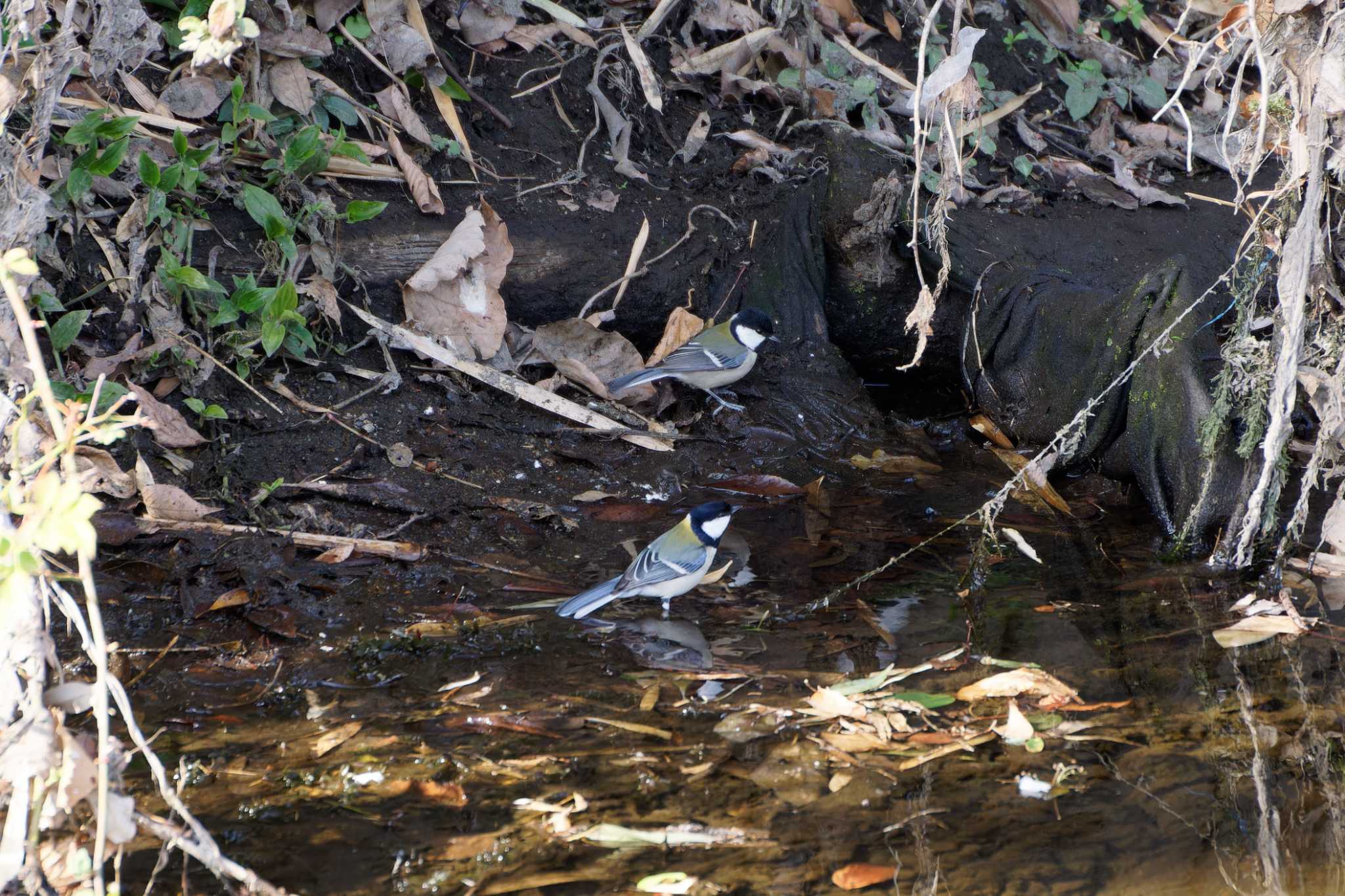 Photo of Japanese Tit at 泉の森公園 by たねもみちゃん