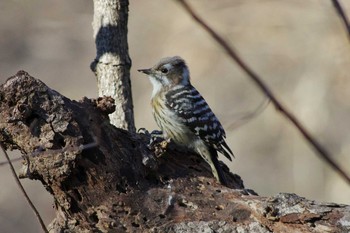 Japanese Pygmy Woodpecker Akigase Park Thu, 1/3/2019